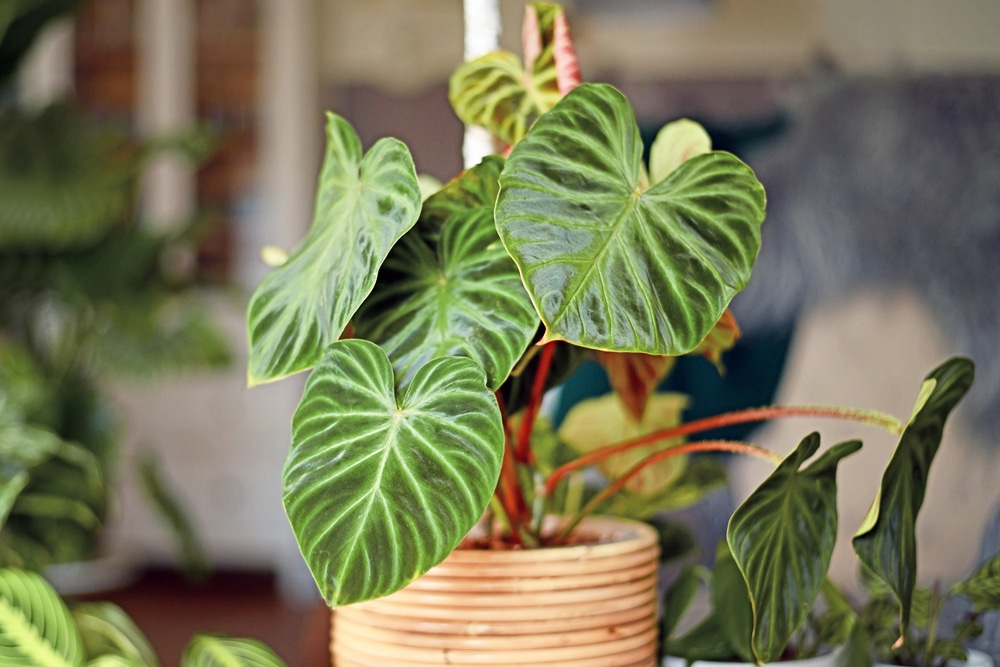 A Beginner’s Guide to Planting a Philodendron Verrucosum