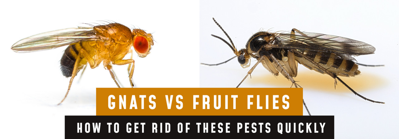 How to Recognize the Difference Between Fruit Flies and Gnats