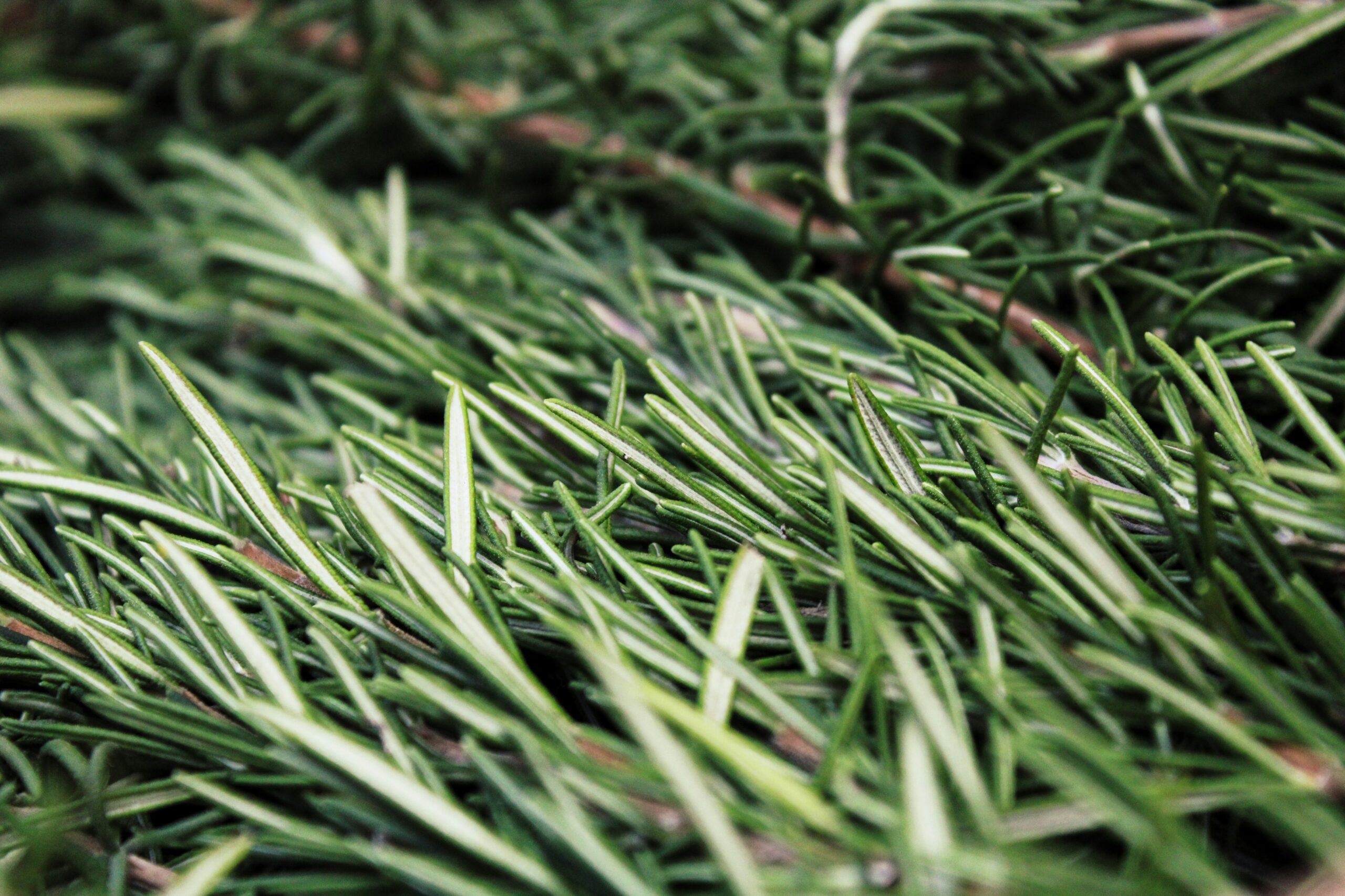 What Does Vetiver Smell Like Exactly?