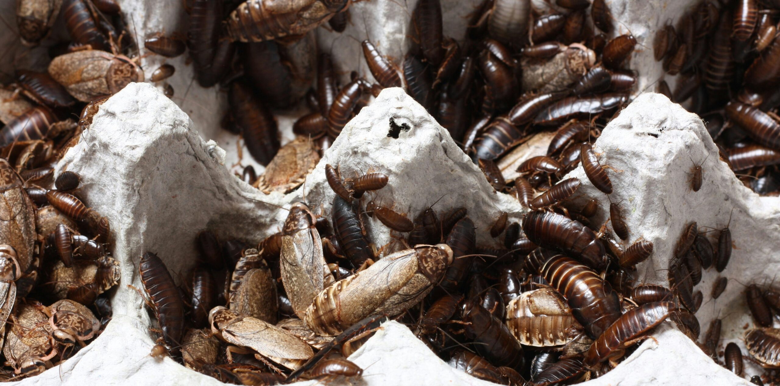 The Unseen Danger of Cockroach Nests: How to Protect Yourself