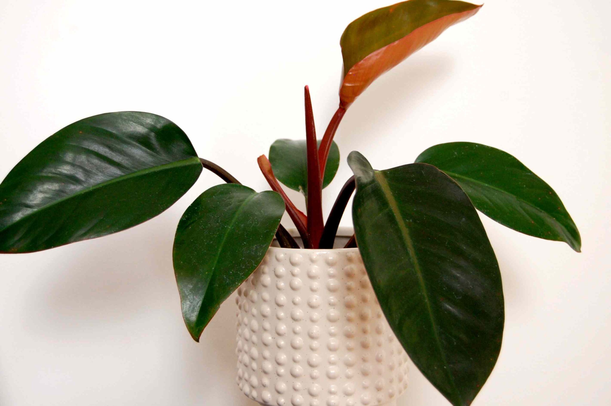 Philodendron Black Cardinal