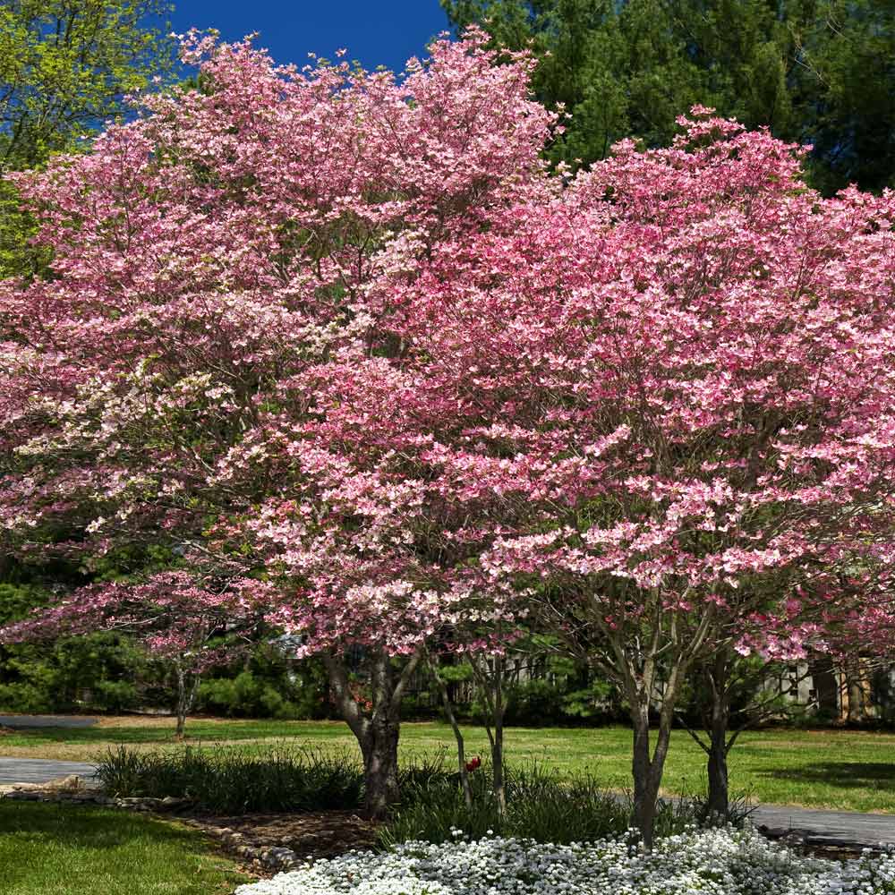 Where Can You Find Cherokee Brave Dogwood?