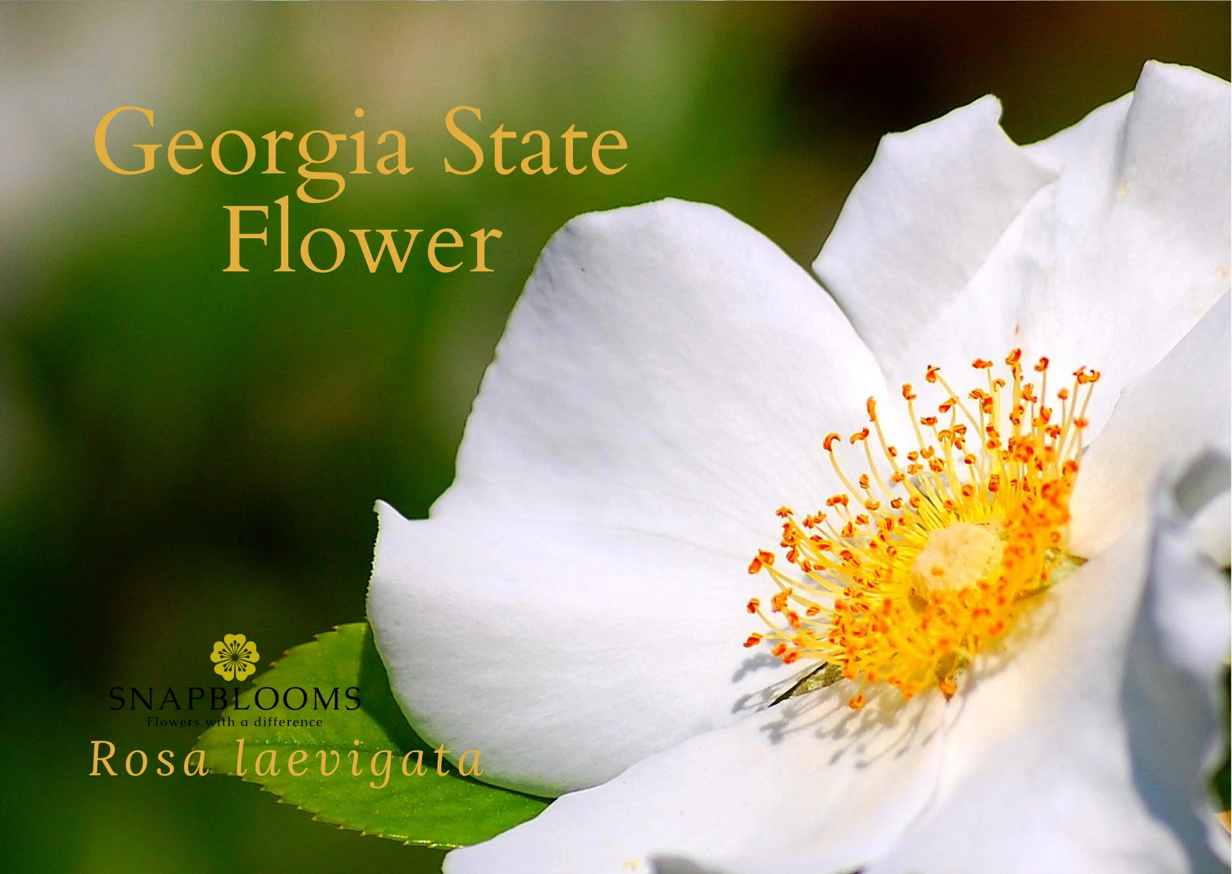 Where Can You Find Georgia State Flowers?