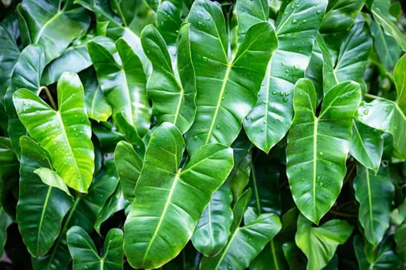 Philodendron Burle Marx