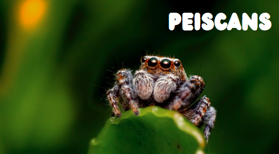 A Guide to Breeding Peiscans Successfully